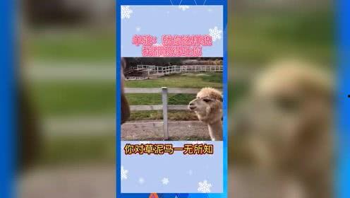 娱乐吃瓜鼠